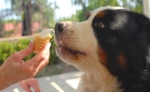 Dog & Ice Cream